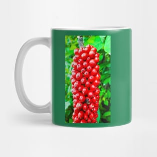 Closeup from Arum italicum subsp. canarienses ripe with red berries Mug